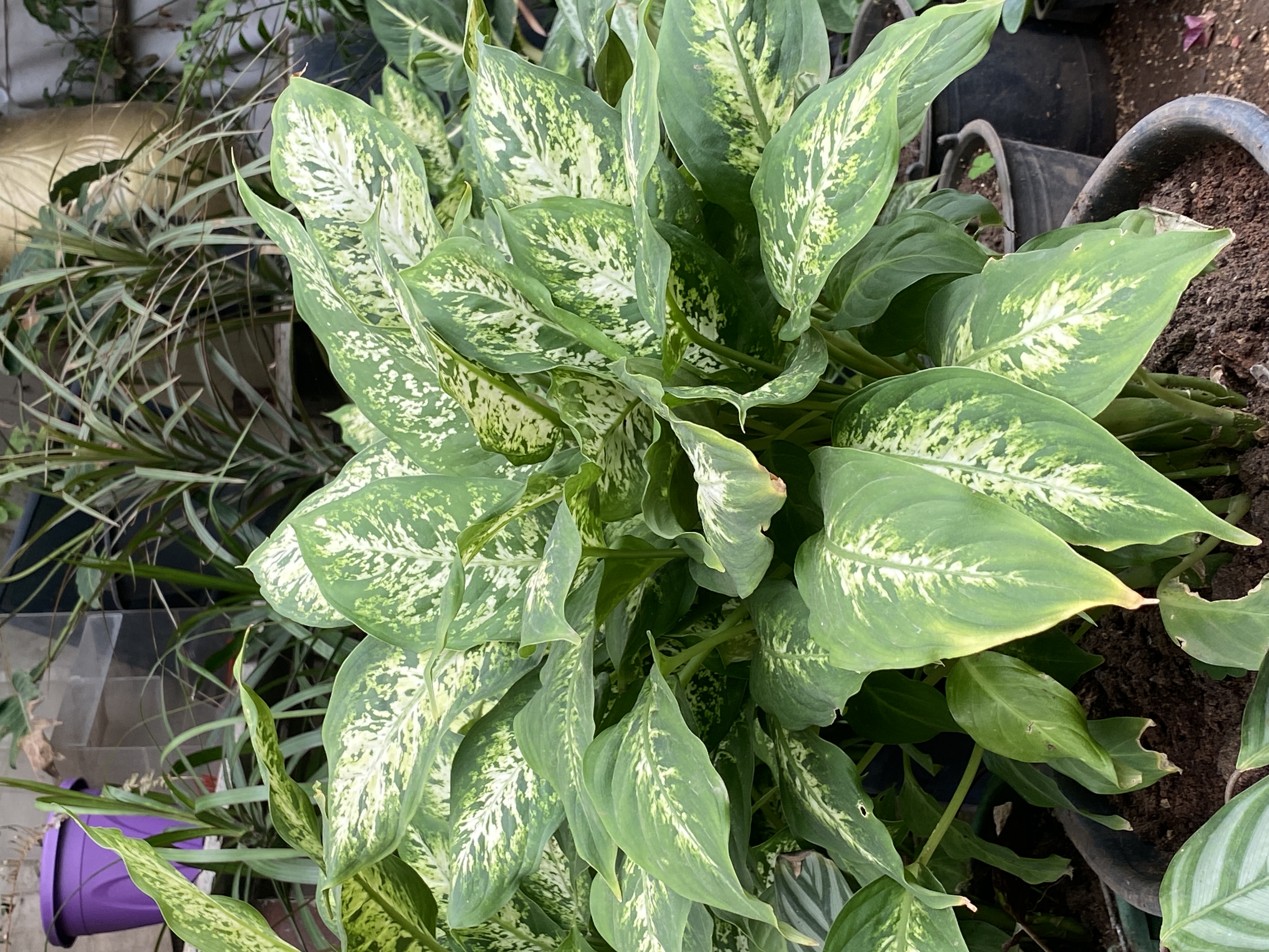 Plante Verte