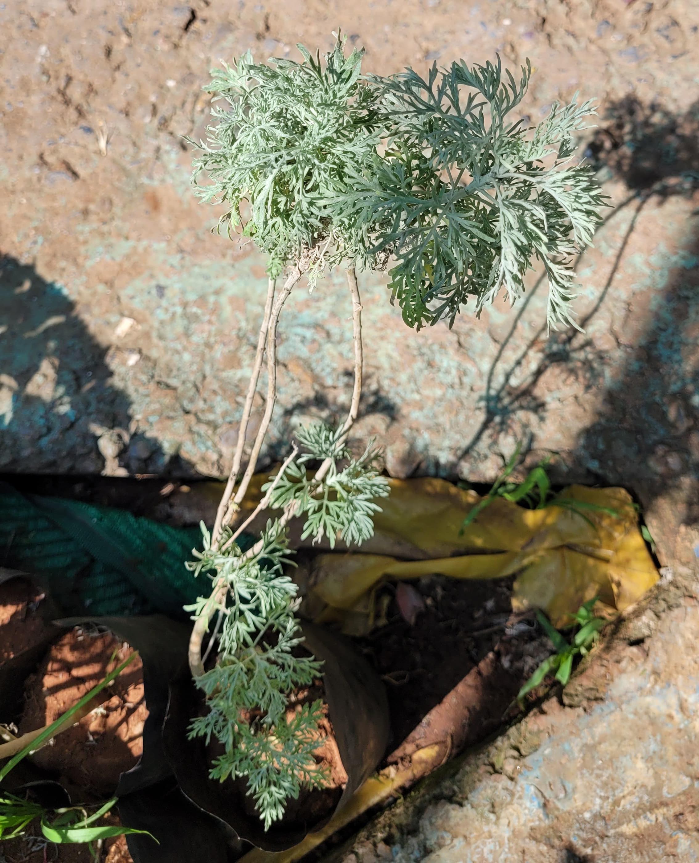 Plante Verte